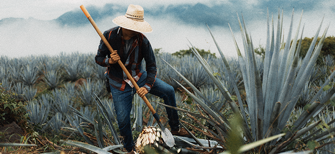 como se toma el tequila